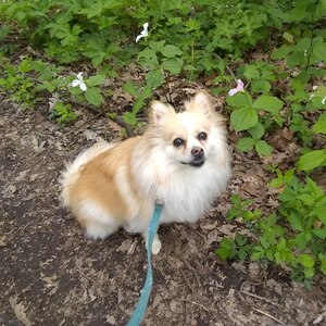 Fundraising Page: Susan Silagi